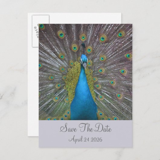 Carte Postale Faire-part Pacock Enregistrer La Date (Devant / Derrière)