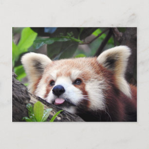 Carte Postale Faire-part Panda rouge