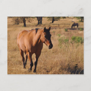 Carte Postale Faire-part passer