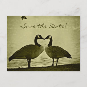 Carte Postale Faire-part Photo canadienne d'oies