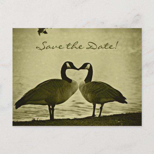 Carte Postale Faire-part Photo canadienne d'oies (Devant)