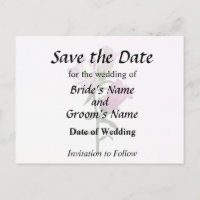 Pink Canterbury Bells