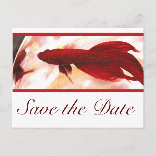 Carte Postale Faire-part Poisson Betta Rouge Save The Date (Devant)