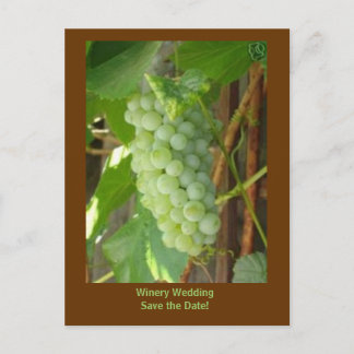 Carte Postale Faire-part raisins, économies de mariage d'établissement