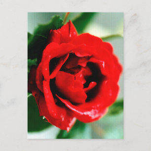 Carte Postale Faire-part Rose rouge avec gouttes de rosée