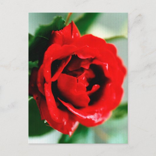 Carte Postale Faire-part Rose Rouge avec Gouttes de Rosée (Devant)