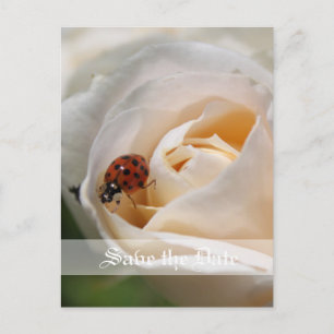 Carte Postale Faire-part Sauvegarder la date. Belle fleur de rose blanche
