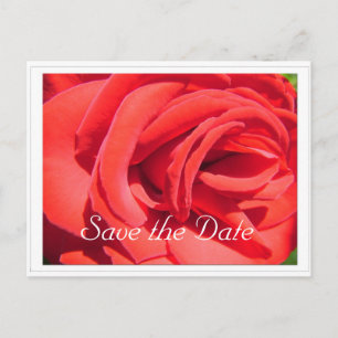 Carte Postale Faire-part sauver la date, fleur de rose rouge