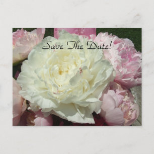 Carte Postale Faire-part Sauver la date Fleurs de pivoine blanches roses /