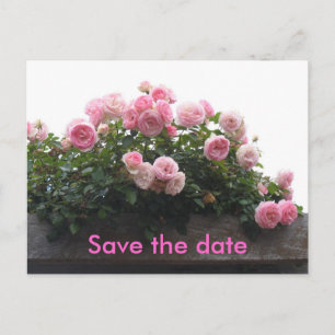 Carte Postale Faire-part Sauver la date - roses roses
