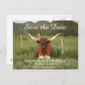 Carte Postale Faire-part Sauvez la date Texas Longhorn (Devant / Derrière)