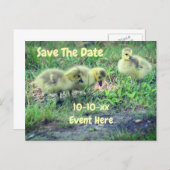 Carte Postale Faire-part Save The Date Canada Geese Babies Nature (Devant / Derrière)