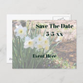 Carte Postale Faire-part Save The Date White Daffodil Flowers (Devant / Derrière)