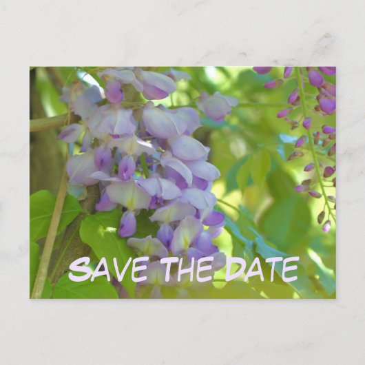 Carte Postale Faire-part Save The Date Wisteria Flower (Devant)