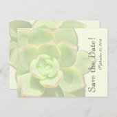 Carte Postale Faire-part Succulente verte translucide  save the date (Devant / Derrière)