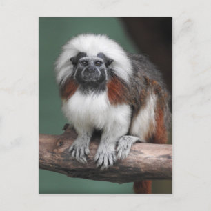 Carte Postale Faire-part Tamarin à tête blanche