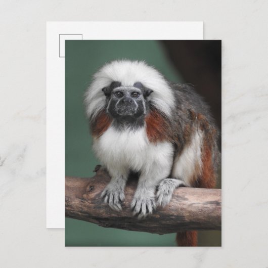 Carte Postale Faire-part Tamarin à tête blanche (Devant / Derrière)