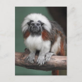 Carte Postale Faire-part Tamarin à tête blanche (Devant)