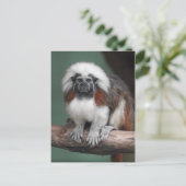 Carte Postale Faire-part Tamarin à tête blanche (Debout devant)
