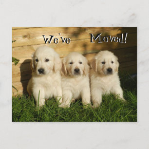 Carte Postale Faire-part Trois chiots de golden retriever. Nous nous sommes