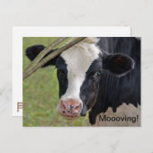 Carte Postale Faire-part Vache pour annonce de déménagement (Devant / Derrière)