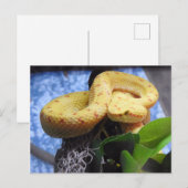 Carte Postale Faire-part Vipère de cil (Devant / Derrière)