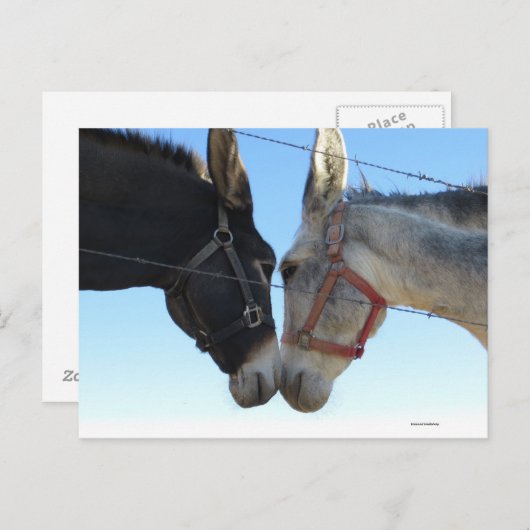 Carte Postale Faire Un Donk Autour (Devant / Derrière)