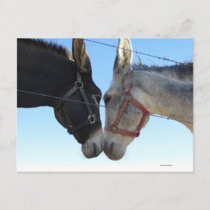Carte Postale Faire Un Donk Autour