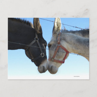 Carte Postale Faire Un Donk Autour