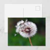 Carte postale - Faire un vœu (Devant / Derrière)