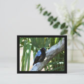 Carte postale Fairy Bluebird Photo (Debout devant)