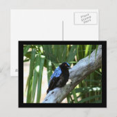 Carte postale Fairy Bluebird Photo (Devant / Derrière)