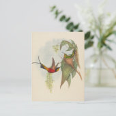 Carte Postale Fairy Topaz | John Gould (Debout devant)