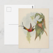 Carte Postale Fairy Topaz | John Gould (Devant / Derrière)