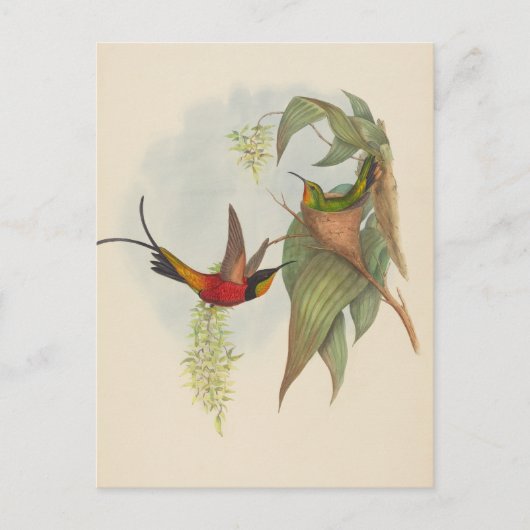 Carte Postale Fairy Topaz | John Gould (Devant)