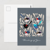 Carte Postale Fairy Wrens (Devant / Derrière)