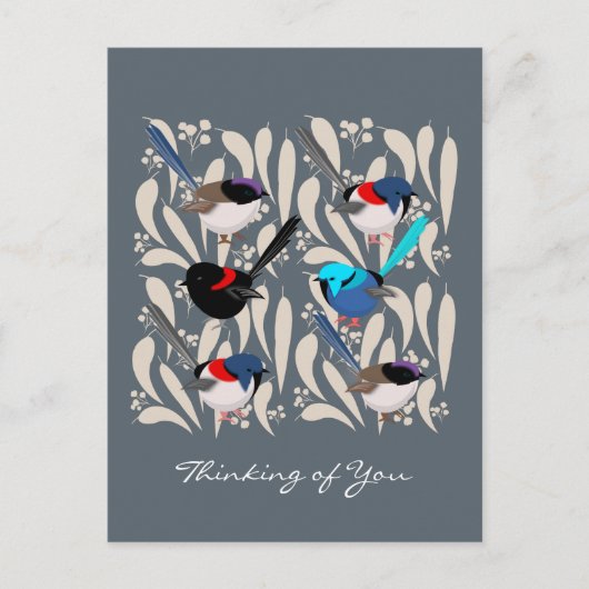 Carte Postale Fairy Wrens (Devant)