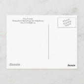 Carte Postale Fairydust (Dos)