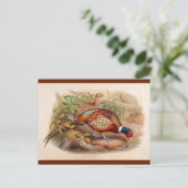 Carte Postale Faisan coloré (Debout devant)