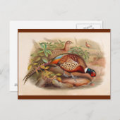 Carte Postale Faisan coloré (Devant / Derrière)