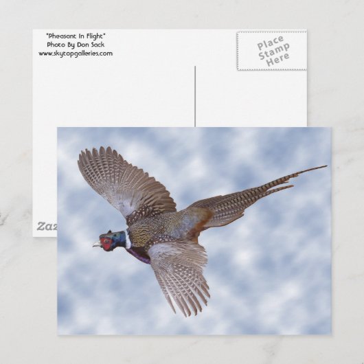 Carte Postale faisan en vol (Devant / Derrière)