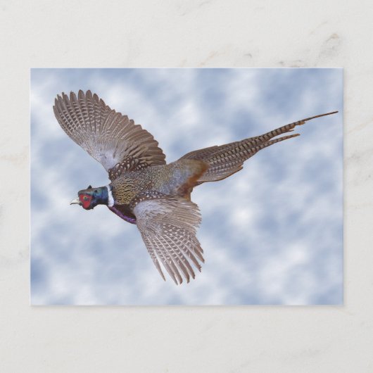 Carte Postale faisan en vol (Devant)