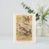 Carte Postale faisan et autre jeu (Debout devant)