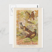 Carte Postale faisan et autre jeu (Devant / Derrière)