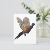 Carte Postale faisan sans texte (Debout devant)