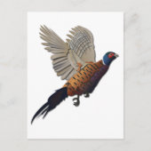 Carte Postale faisan sans texte (Devant)