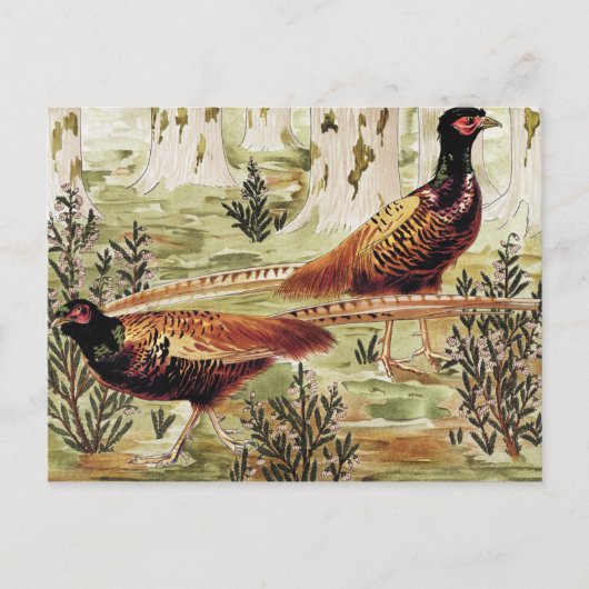 Carte Postale Faisans ordinaires de Maurice Pillard Verneuil (Devant)