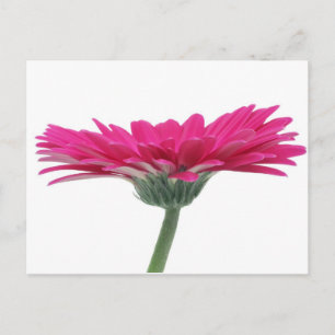 Carte Postale Faisée de Gerbera rose chaud