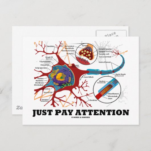 Carte Postale Faites attention (Neuron / Synapse) (Devant / Derrière)