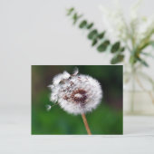 Carte postale - Faites un voeu (Debout devant)